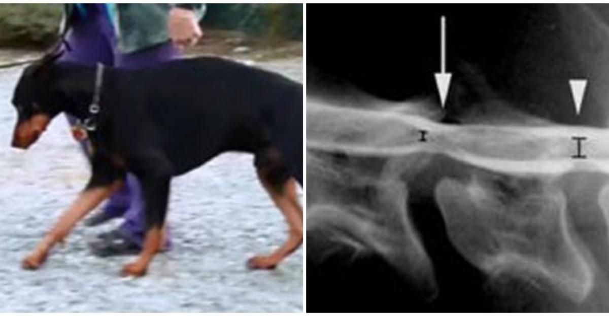 Sindrome di Wobbler nel cane