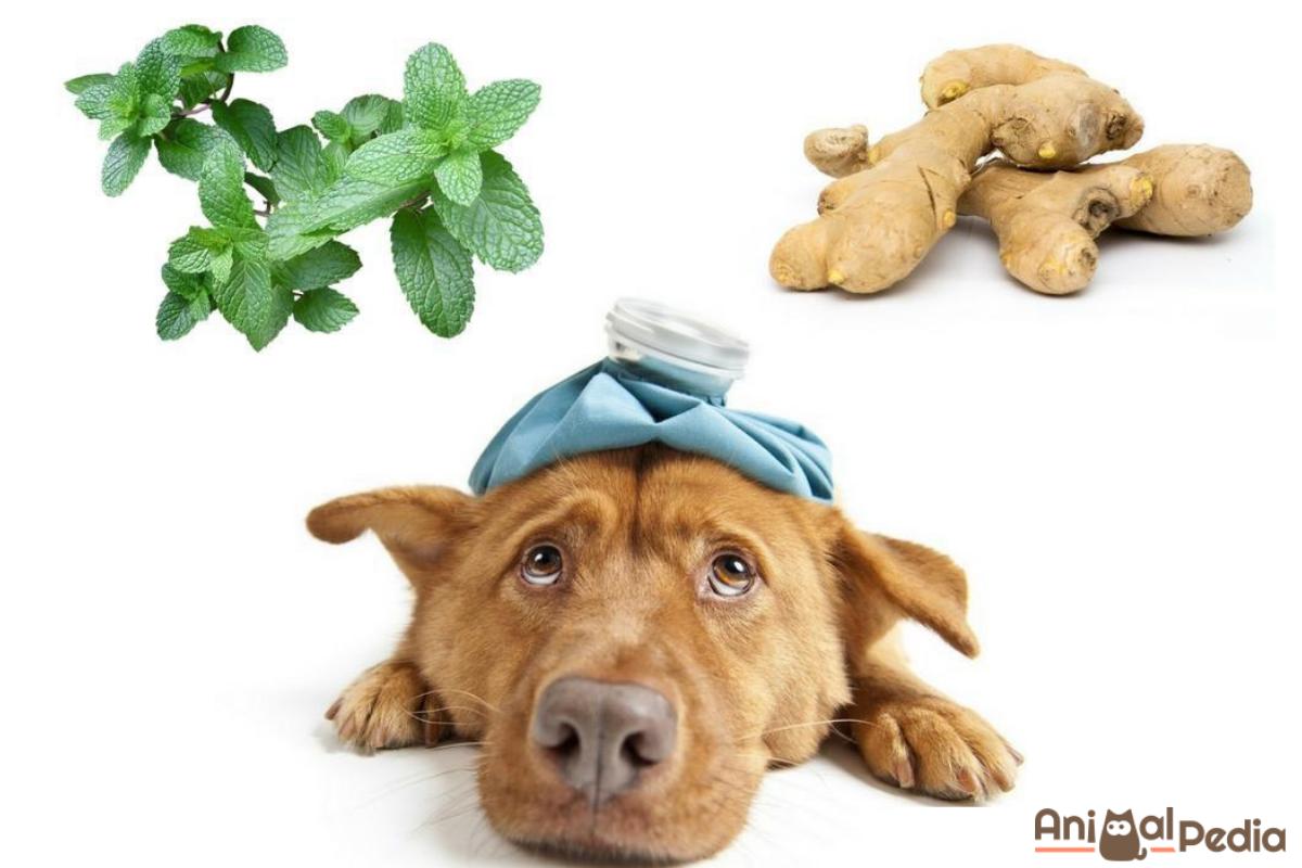 Cosa dare al cane quando vomita
