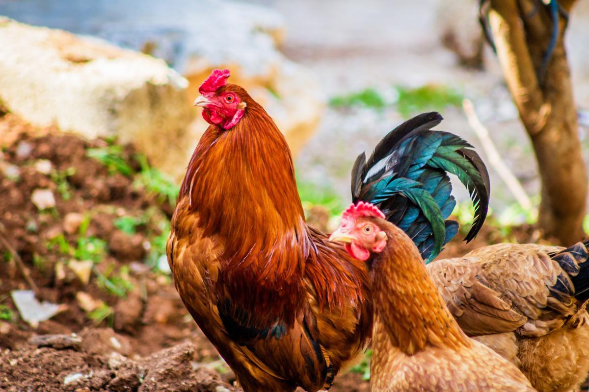 Le galline fanno le uova senza gallo?
