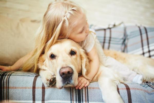 Perché prendere un Golden Retriever - Cerchi un cane da guardia o un cane da compagnia?