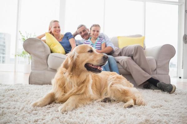 Perché prendere un Golden Retriever - Hai abbastanza spazio per il Golden Retriever?
