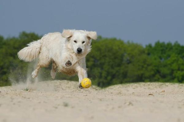 Perché prendere un Golden Retriever - Il tuo stile di vita si avvicina a quello del Golden Retriever?