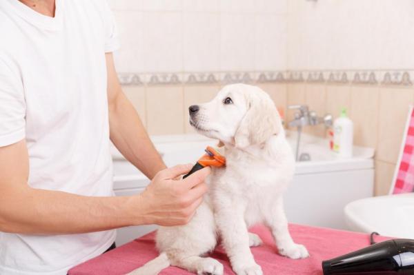 Perché prendere un Golden Retriever - Puoi permetterti di prendere un Golden Retriever?