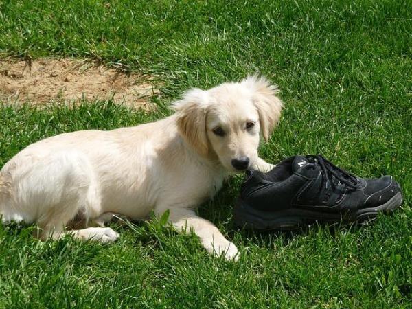 Perché prendere un Golden Retriever - Quanto tempo puoi concedere al tuo Golden?