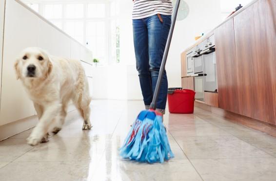 Perché prendere un Golden Retriever - Sei un maniaco dell'ordine e della pulizia?