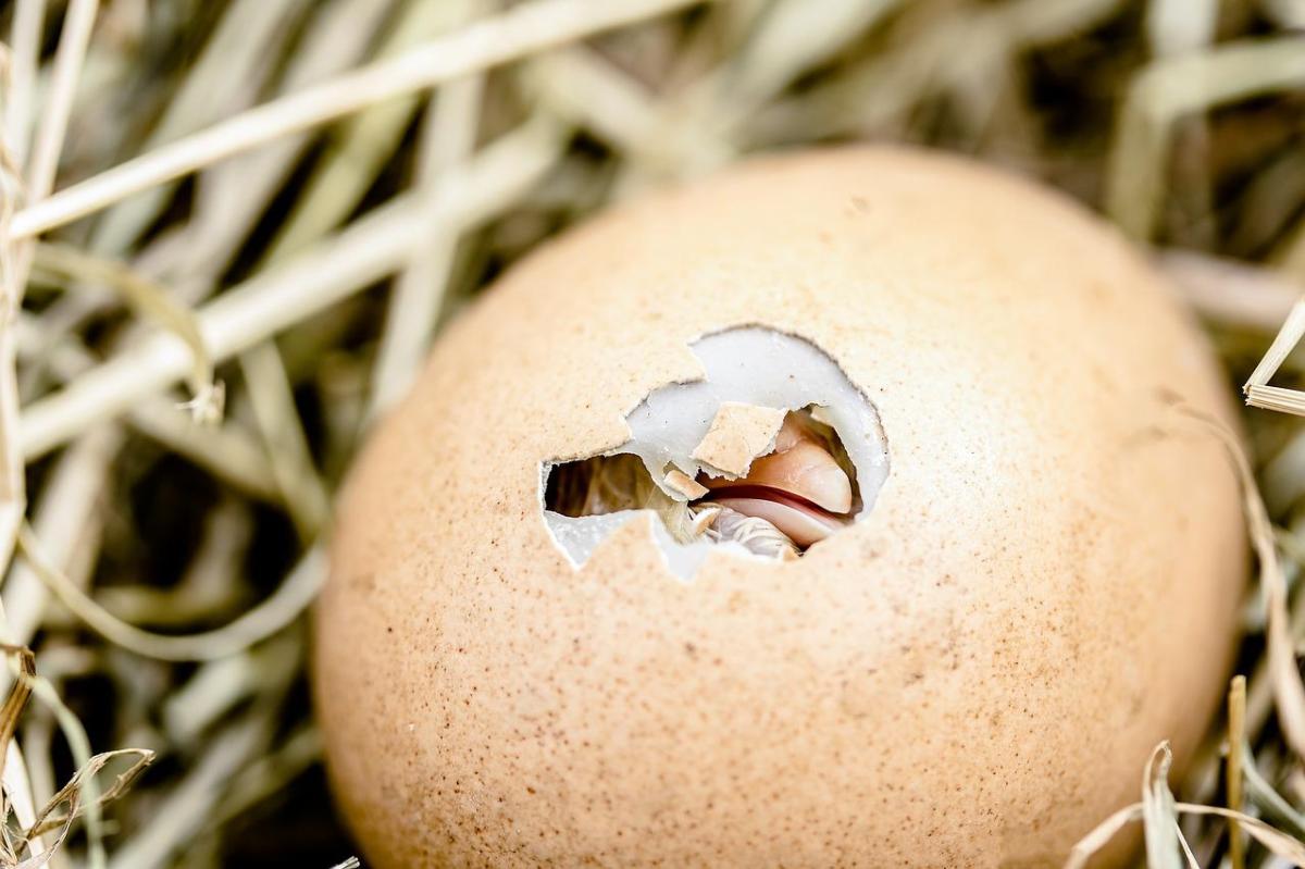 Come nasce un pulcino?