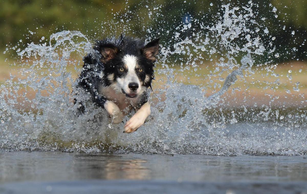 Come rinfrescare il cane