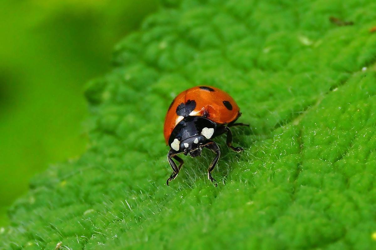 Dove vivono le coccinelle?