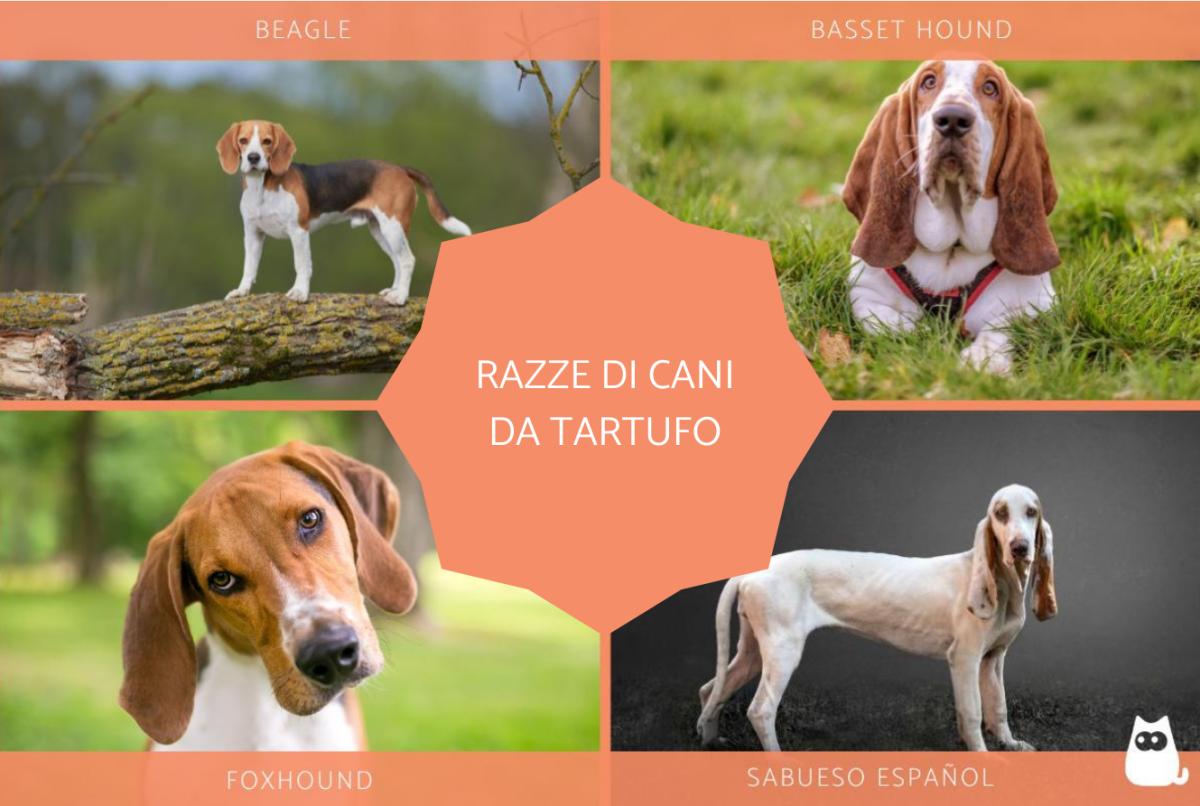 Razze di cani da tartufo