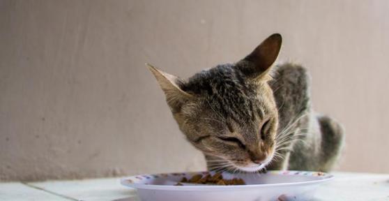 Quanto tempo può sopravvivere un gatto senza mangiare?