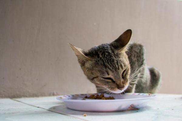 Quanto tempo può sopravvivere un gatto senza mangiare?