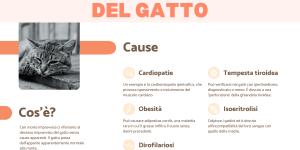 Morte improvvisa del gatto: cause e cosa fare