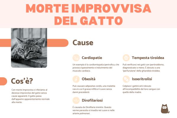 Morte improvvisa del gatto: cause e cosa fare
