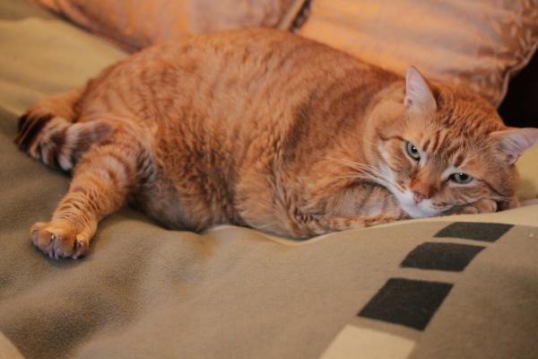 Morte improvvisa del gatto: cause e cosa fare - Principali cause di morte improvvisa nel gatto