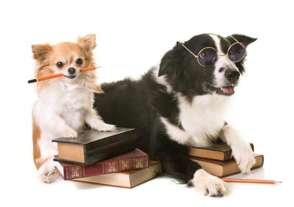 Classifica dei cani intelligenti di Stanley Coren
