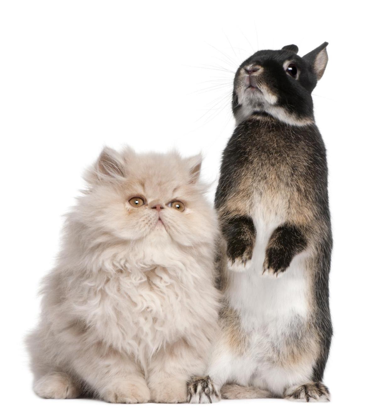 Convivenza tra gatti e conigli