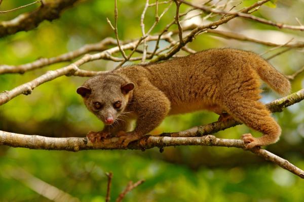 Cercoletto: caratteristiche, comportamento e cosa mangia l'orsetto del miele