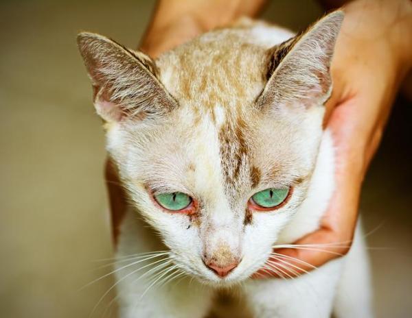 Perché il gatto ha gli occhi rossi?