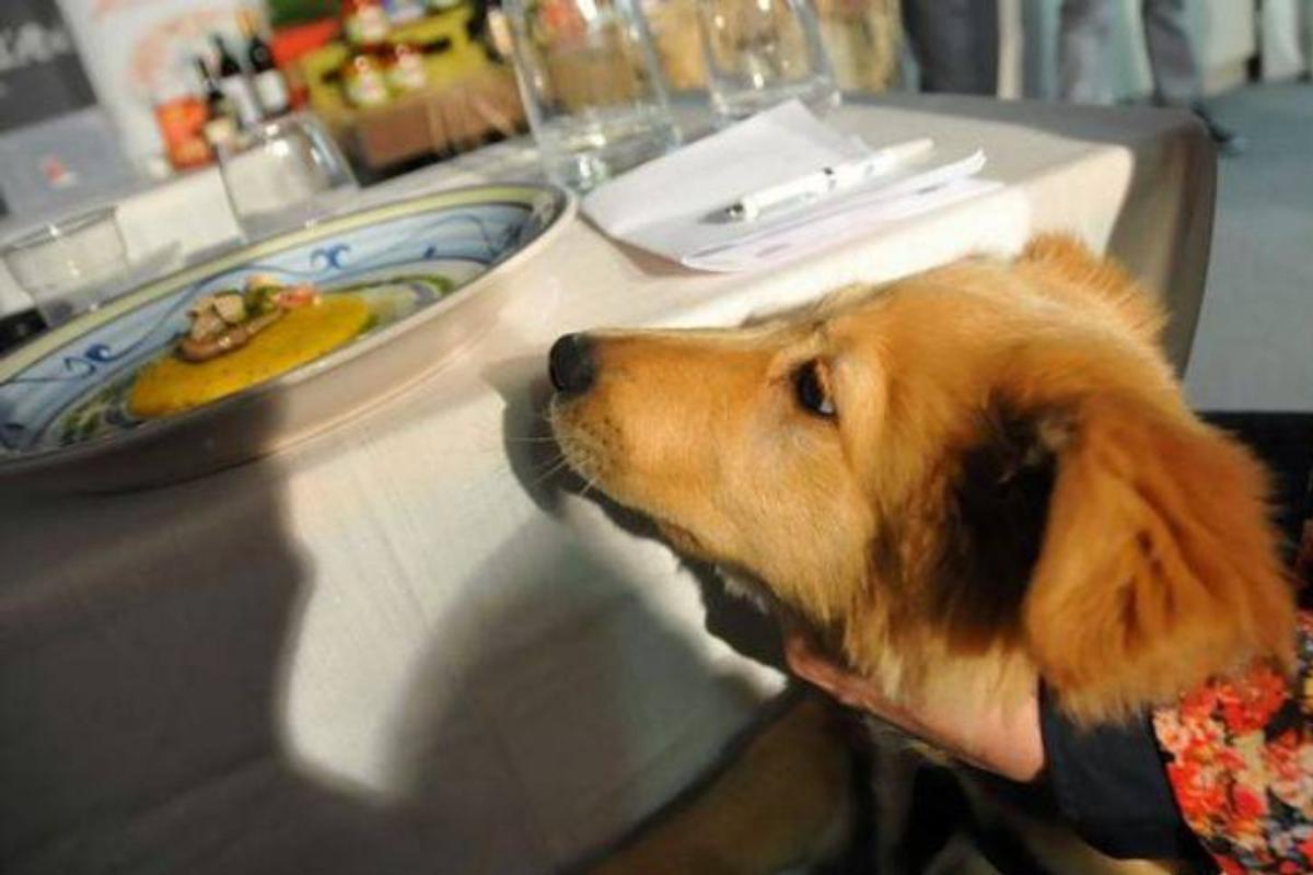 Si può dare la polenta al cane?