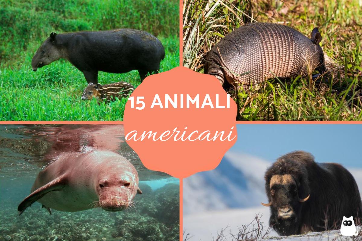 Animali americani