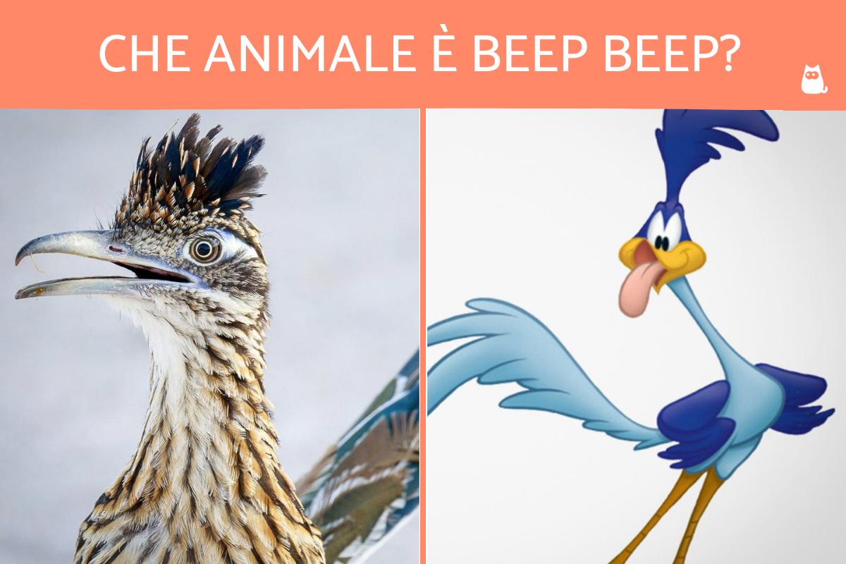 Beep beep che animale è?