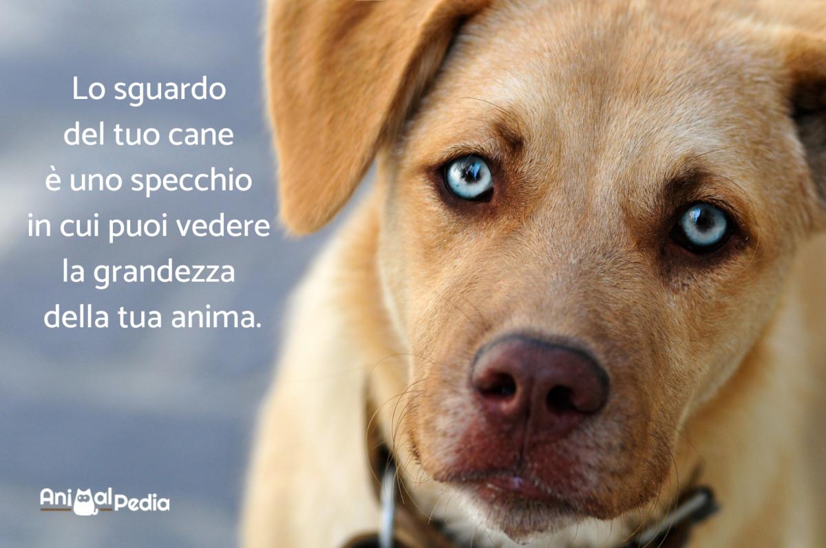 Frasi sui cani: le più belle e divertenti