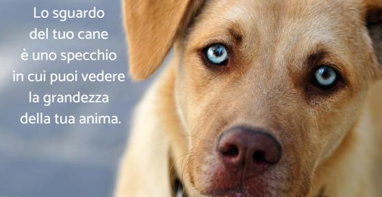 Frasi sui cani: le più belle e divertenti