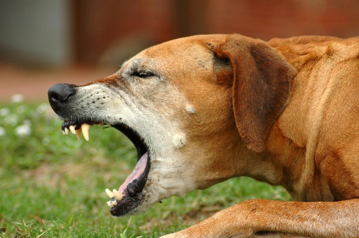 Sverminazione del cane: effetti collaterali