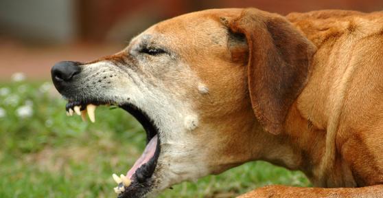 Sverminazione del cane: effetti collaterali