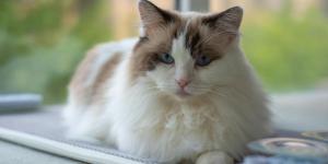 I gatti riconoscono le persone cattive?