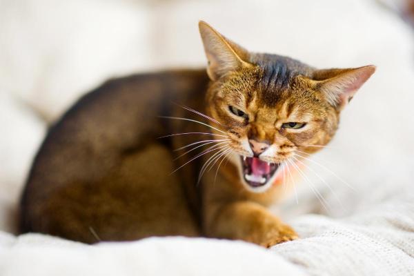 I gatti riconoscono le persone cattive? - Segnali che i gatti mostrano quando riconoscono le persone cattive