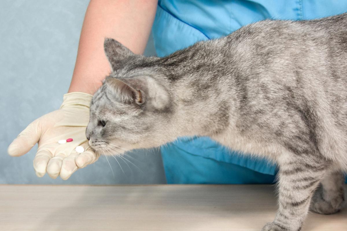 Apoquel per gatto: dosaggio ed effetti collaterali