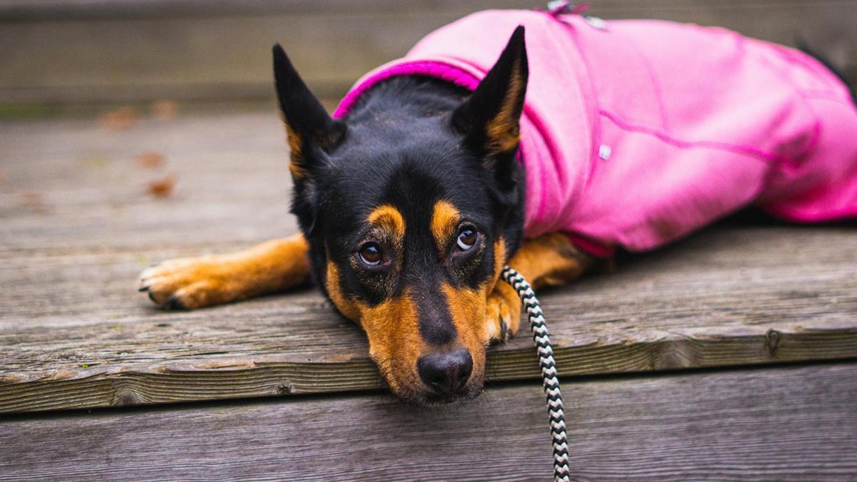 Come aiutare il cane a superare le paure
