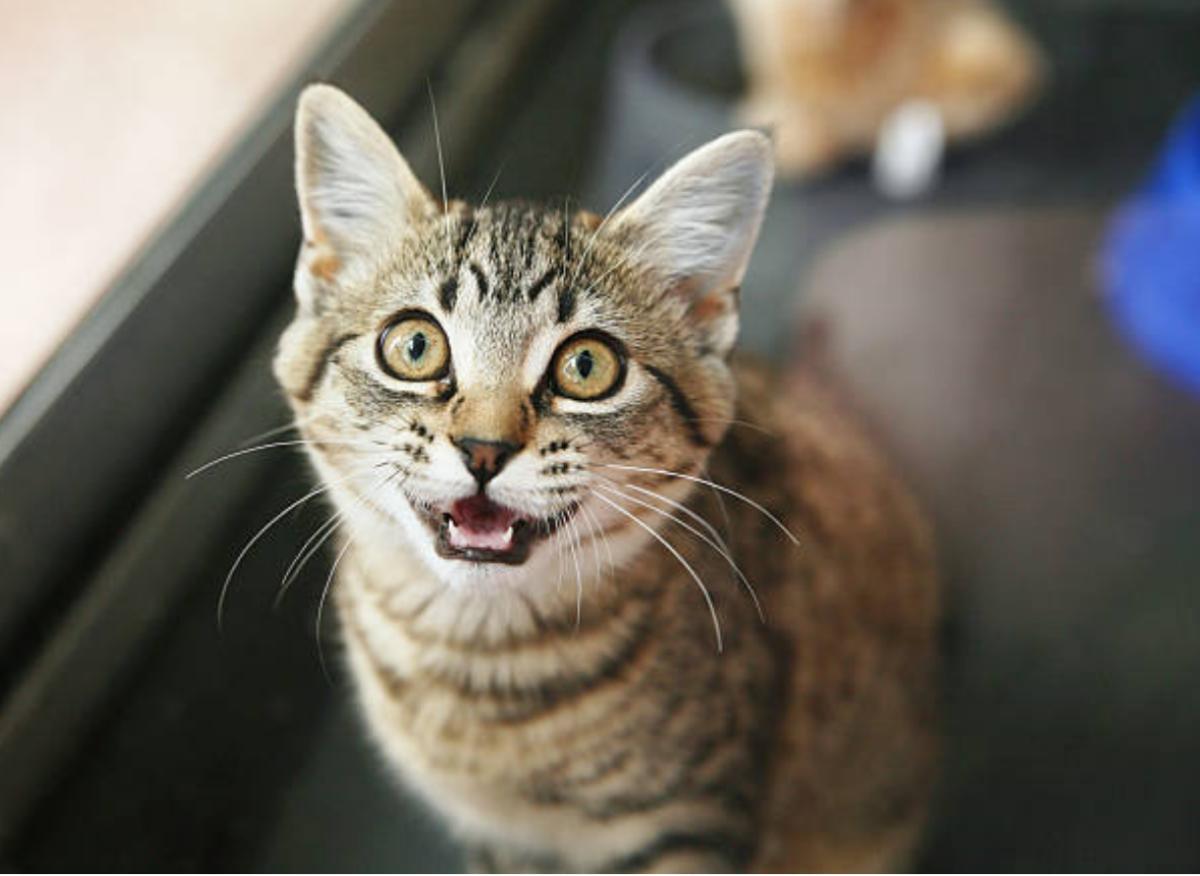 Perché il gatto miagola forte e cosa fare