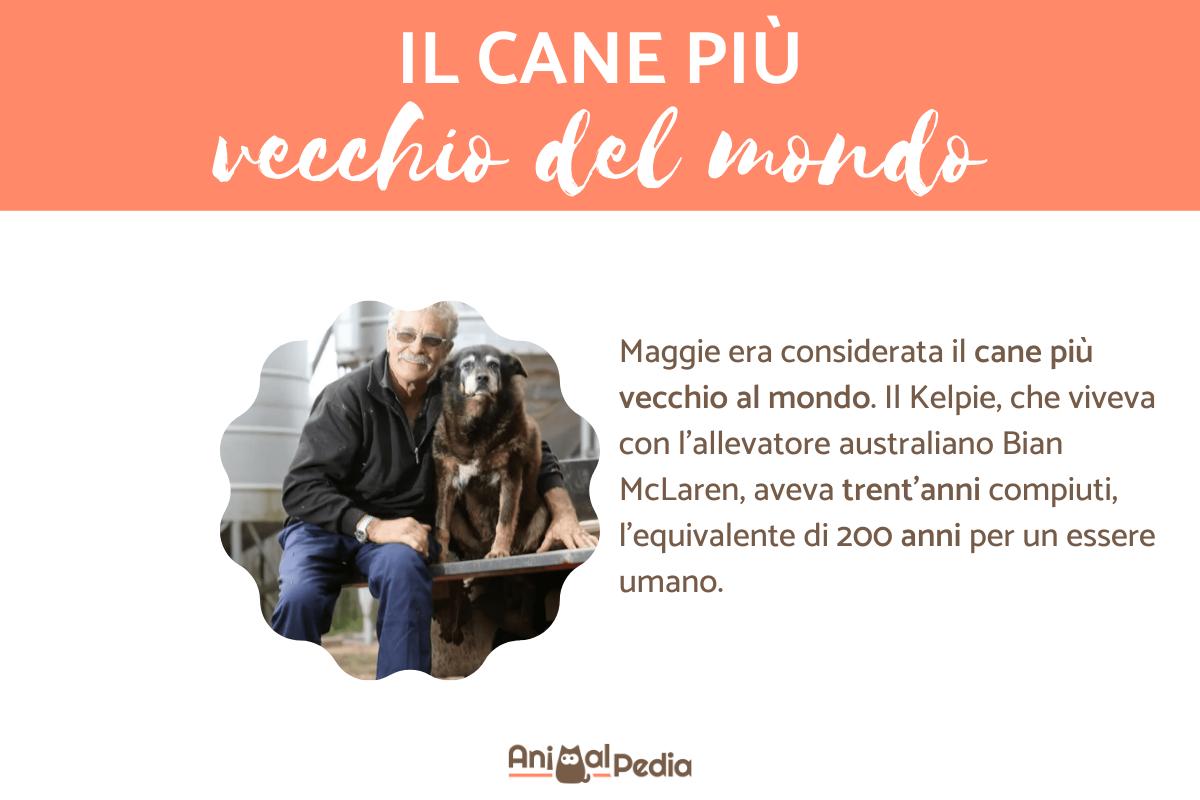 Il cane più vecchio del mondo