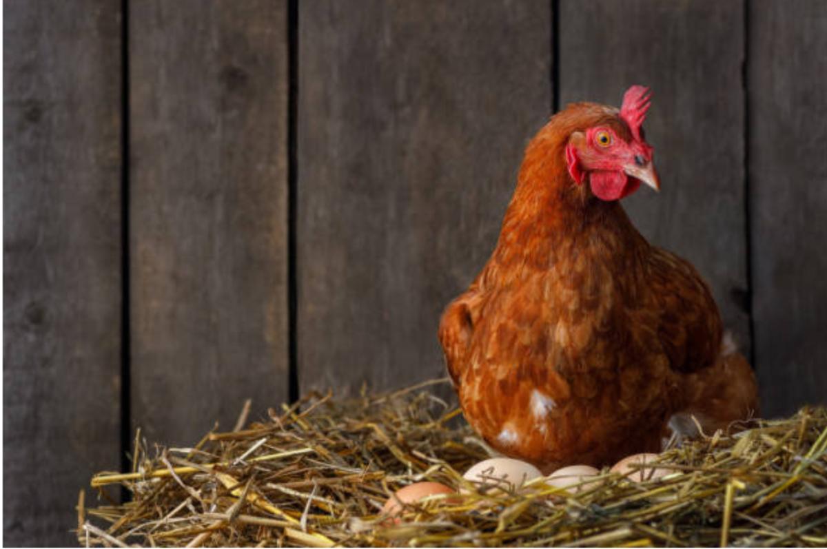Come stimolare le galline a fare uova?