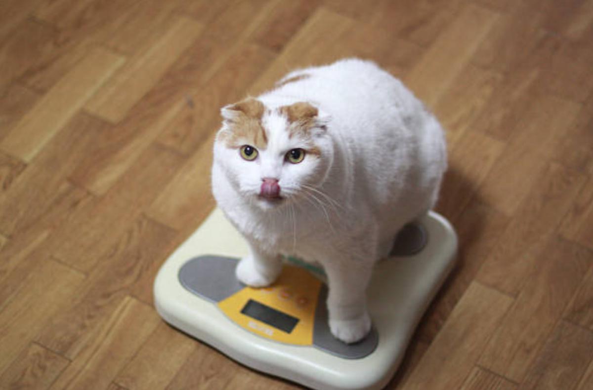 Gatto dimagrito nella parte posteriore: cause, cosa fare e quando preoccuparsi