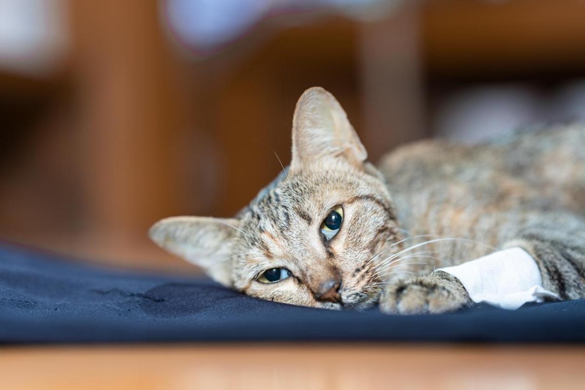 Ictus nel gatto: Sintomi, cause e trattamento