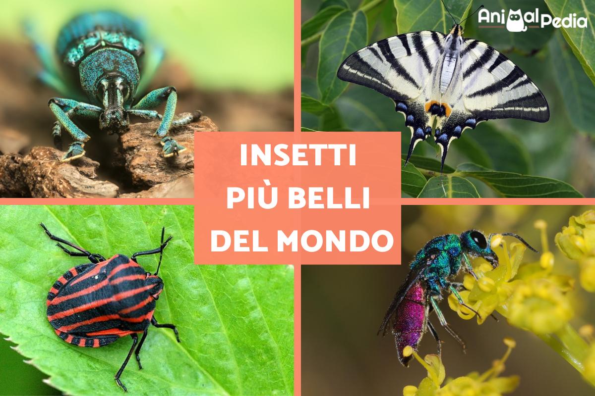 Insetti più belli del mondo