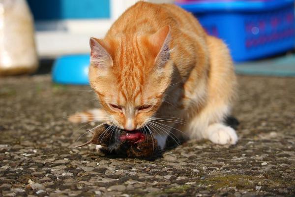 Toxoplasmosi nel gatto: sintomi, diagnosi e cura