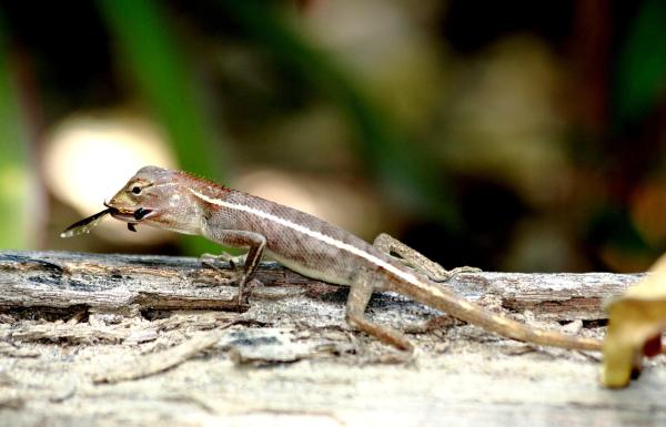 Cosa mangiano le lucertole? - Cuccioli e adulti