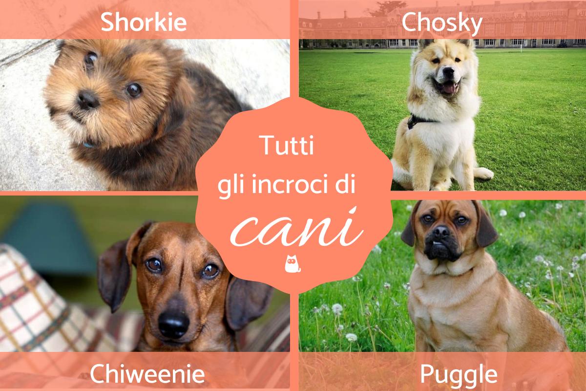 Incroci di cani: Lista compelta