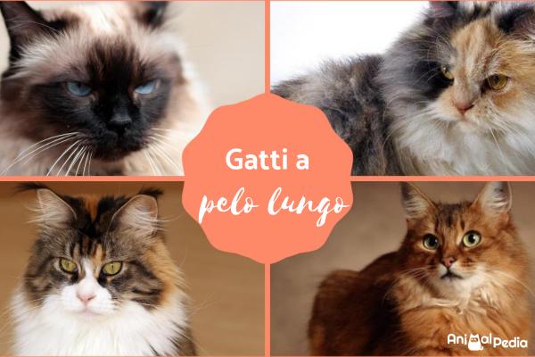 10 Gatti a pelo lungo