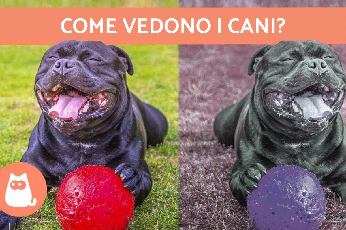 i cani come vera nabokov