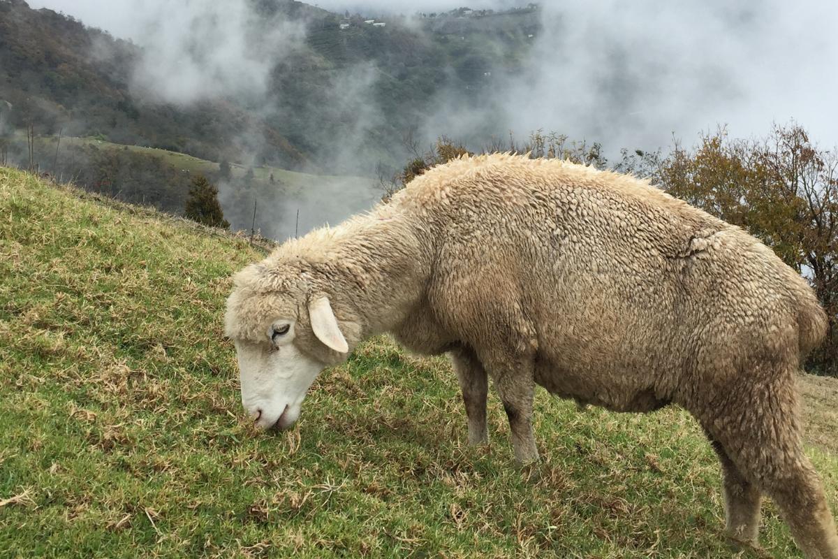 Cosa mangiano le pecore