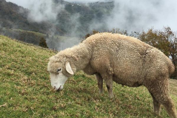 Cosa mangiano le pecore