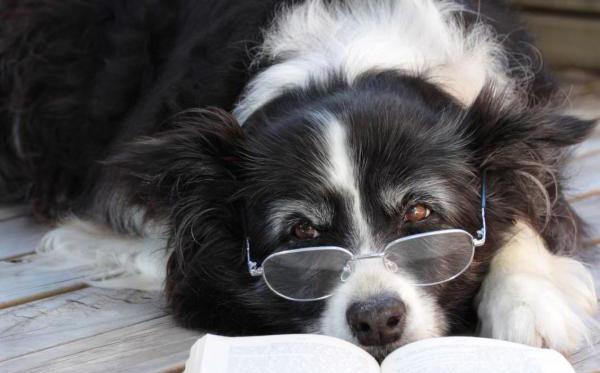 I 5 cani più intelligenti al mondo