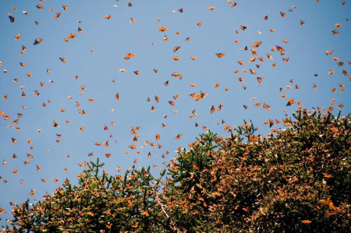 Migrazione delle farfalle monarca