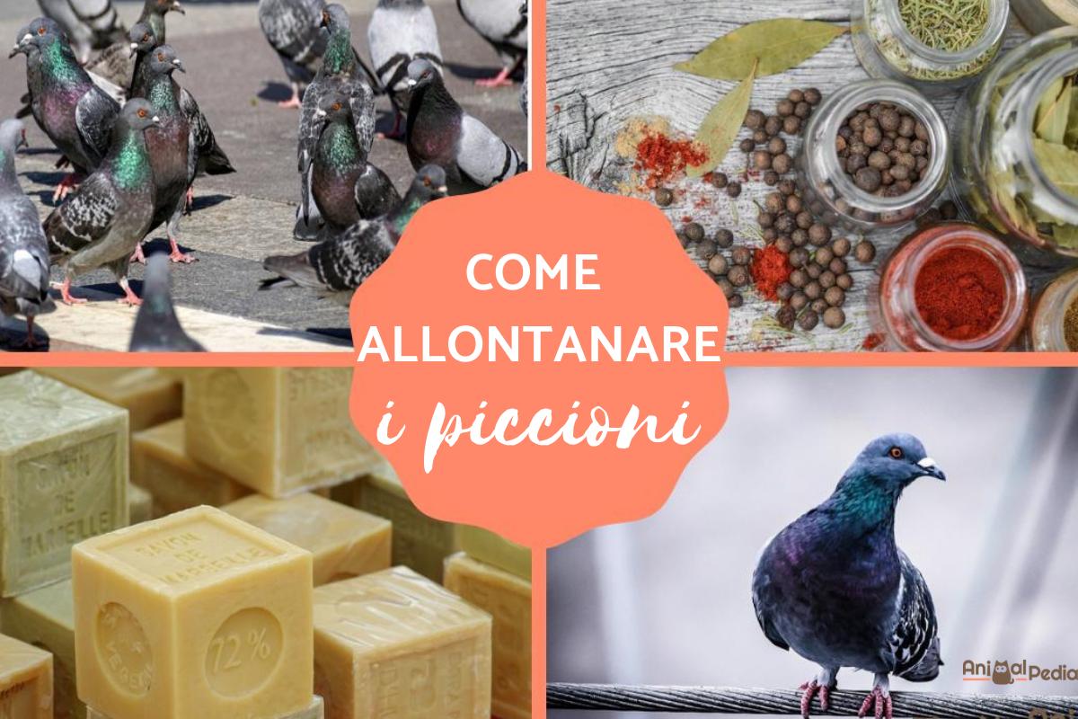 Come allontanare i piccioni