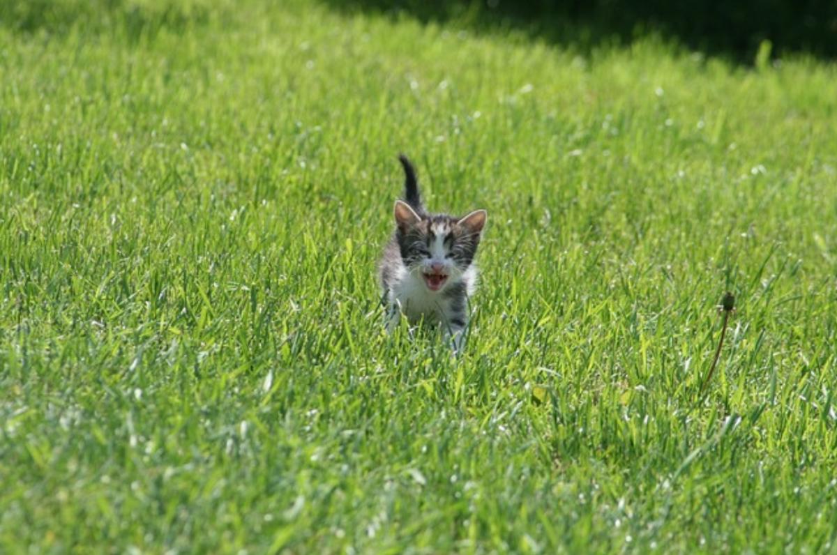 Dove partoriscono i gatti randagi?